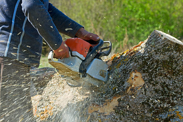 Best Arborist Consultation Services  in USA